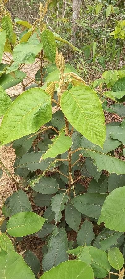 Sterculia 4