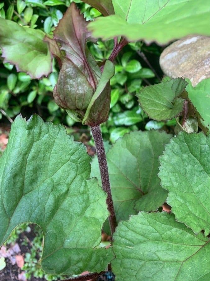 Ligularia dentata 19