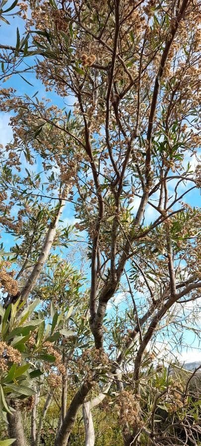 Tessaria 11