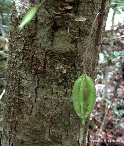 Atractocarpus 8