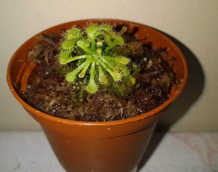 Drosera capillare 15