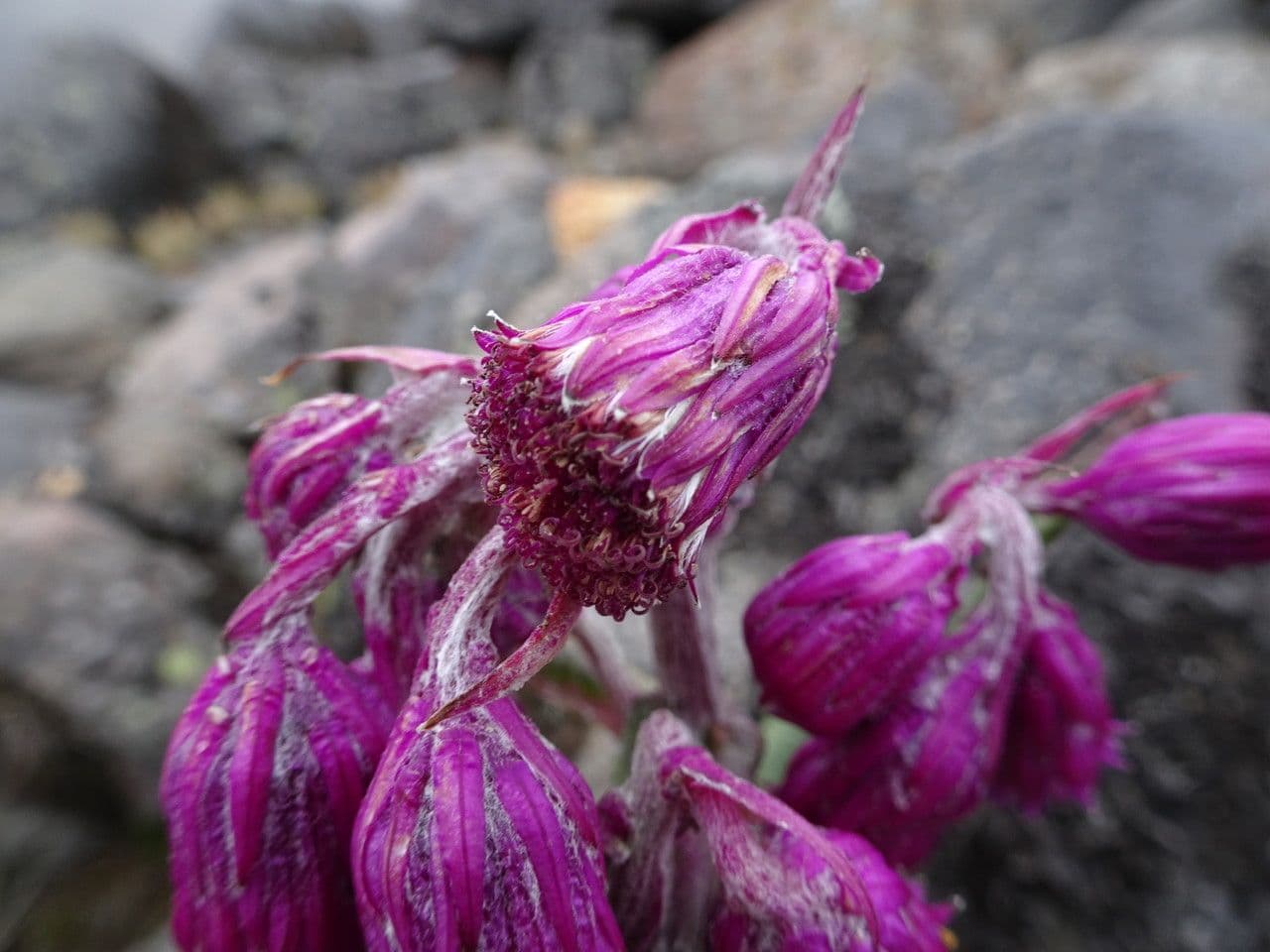 Senecio rosato 3