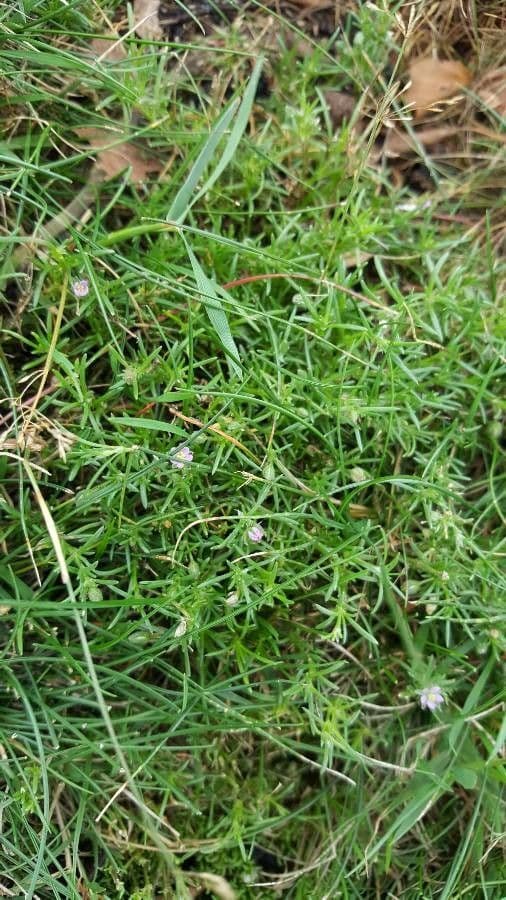 Spergularia marina 7