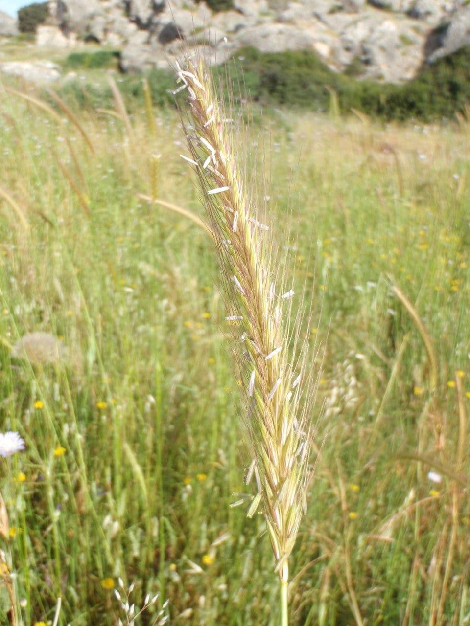 Orzo bulboso 18
