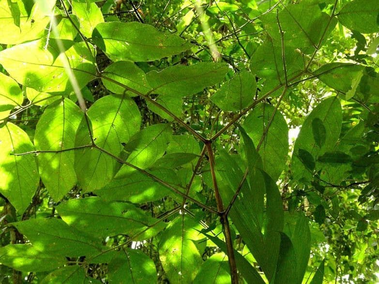 Cordia 4