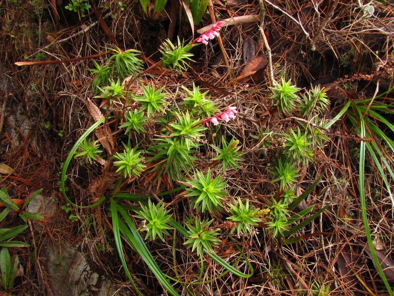Dracophyllum