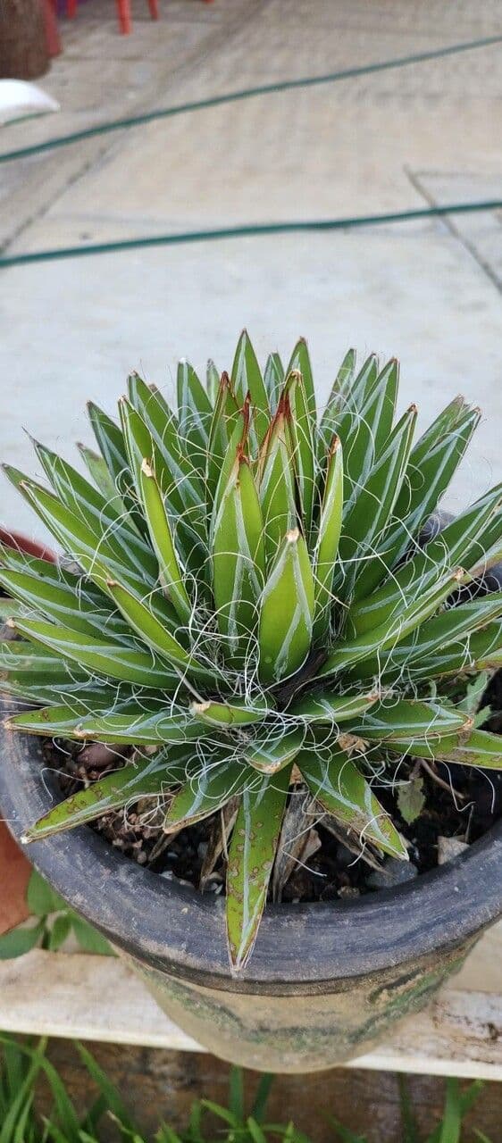 Agave filifera 15
