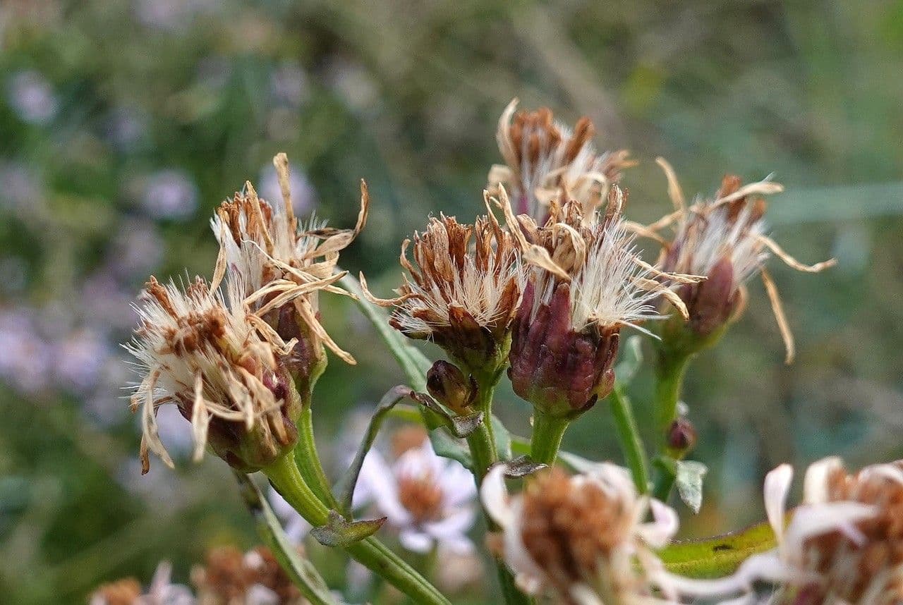 Aster solny 6
