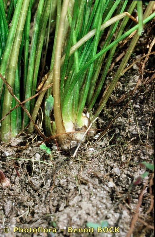 Isoetes setacea 13