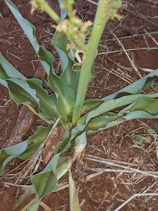 Chlorophytum gallabatense 20