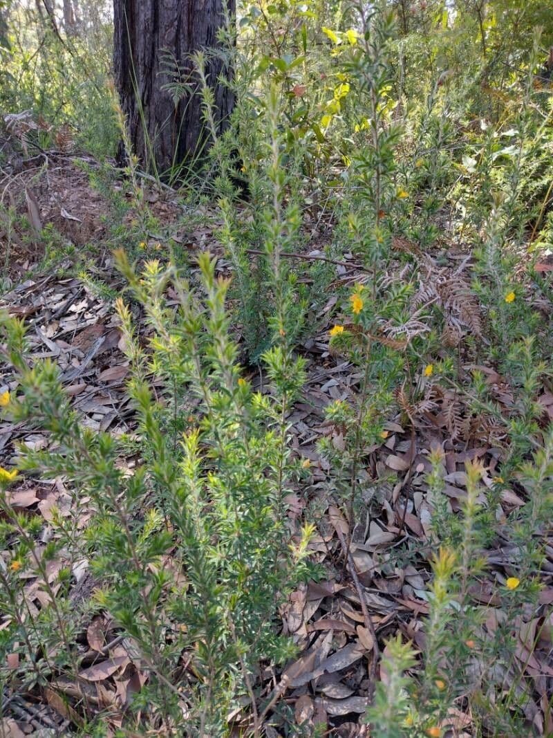 Pultenaea villifera 2