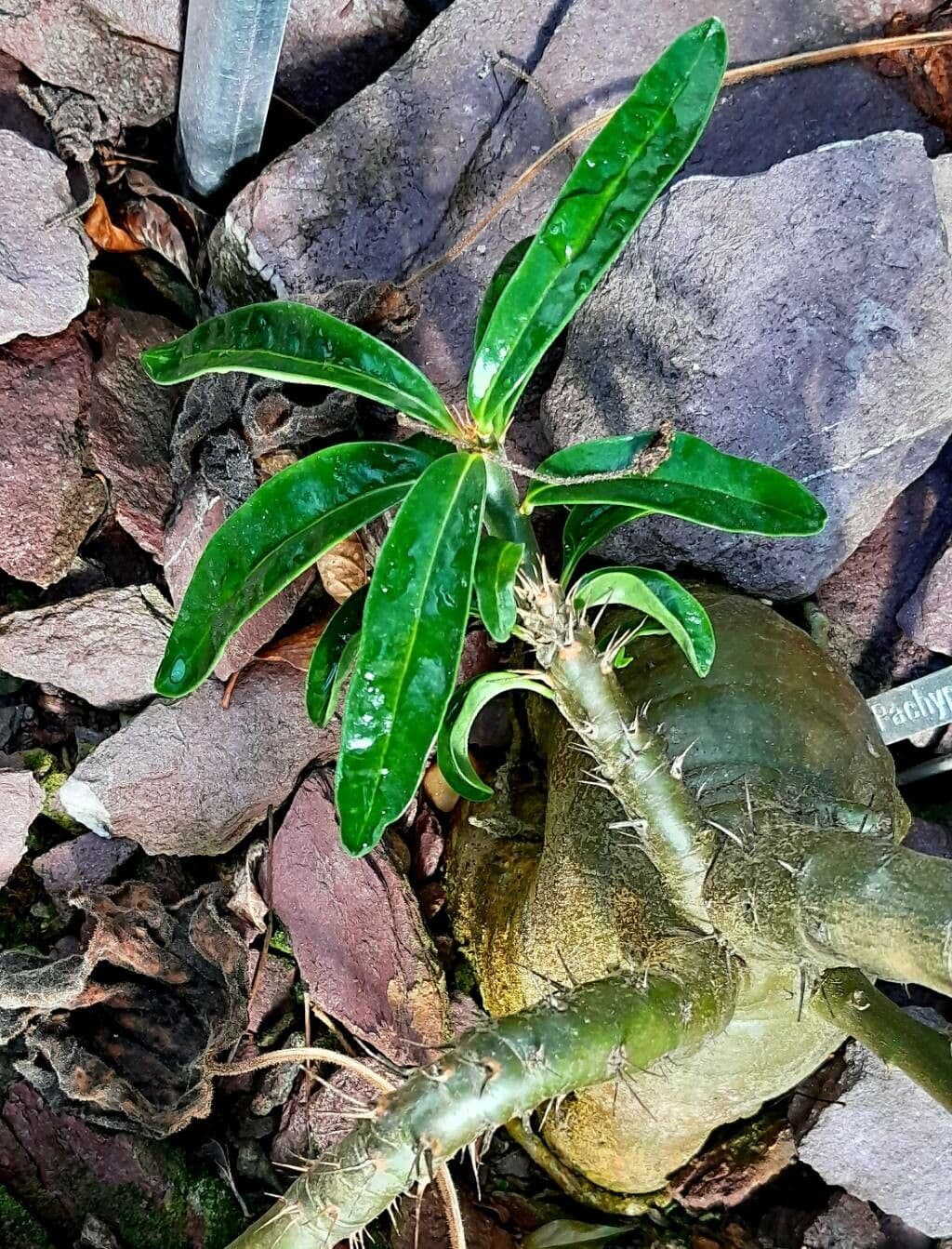 Pachypodium 2