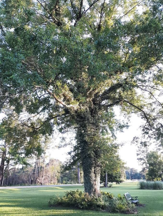 Quercia nera 10