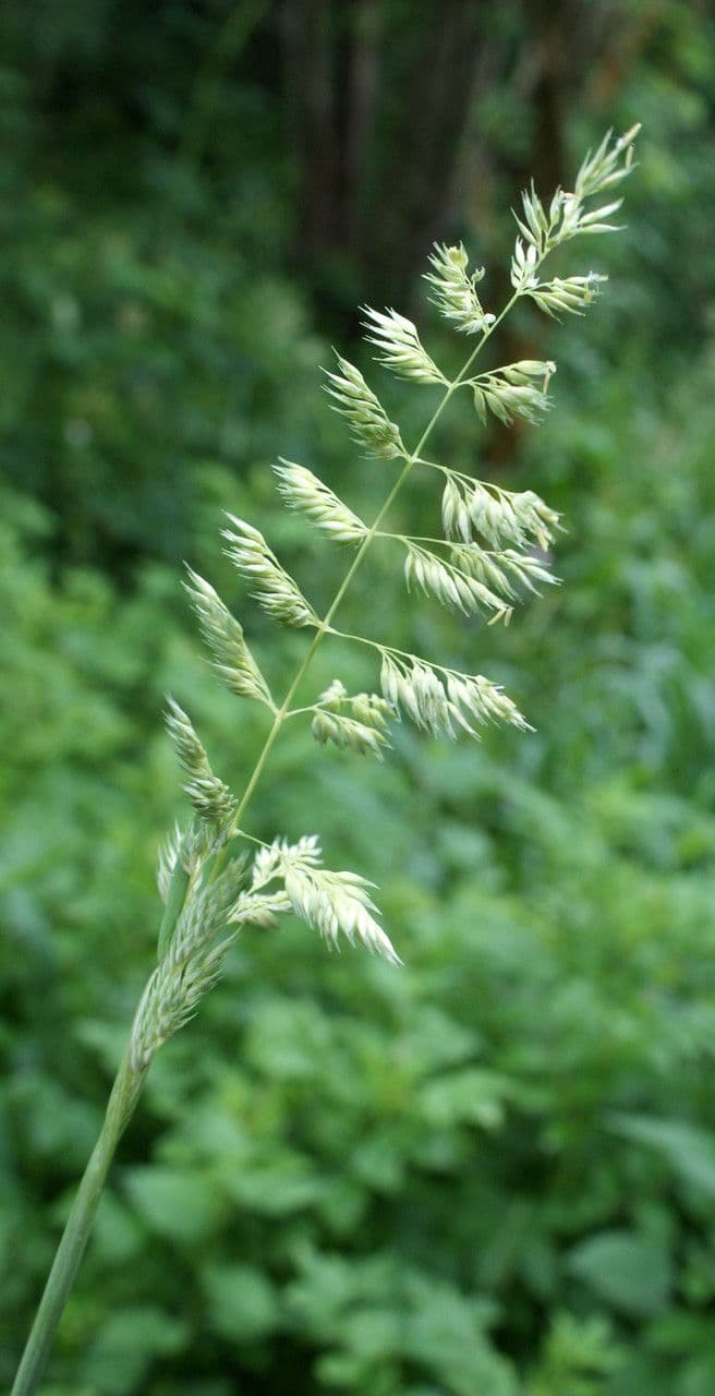 Scagliola arundinacea 6