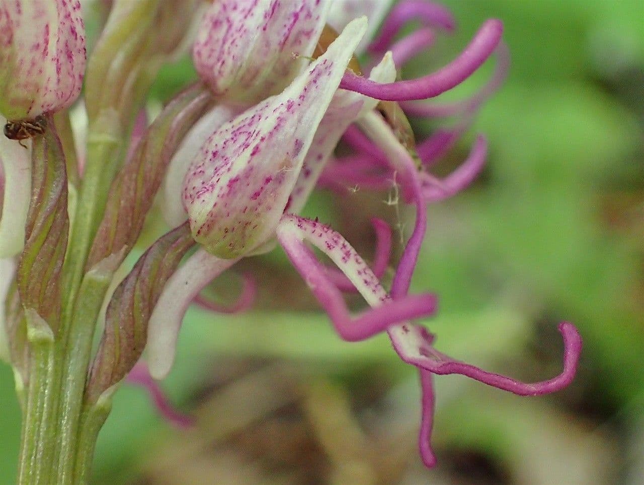 Orchide scimmia