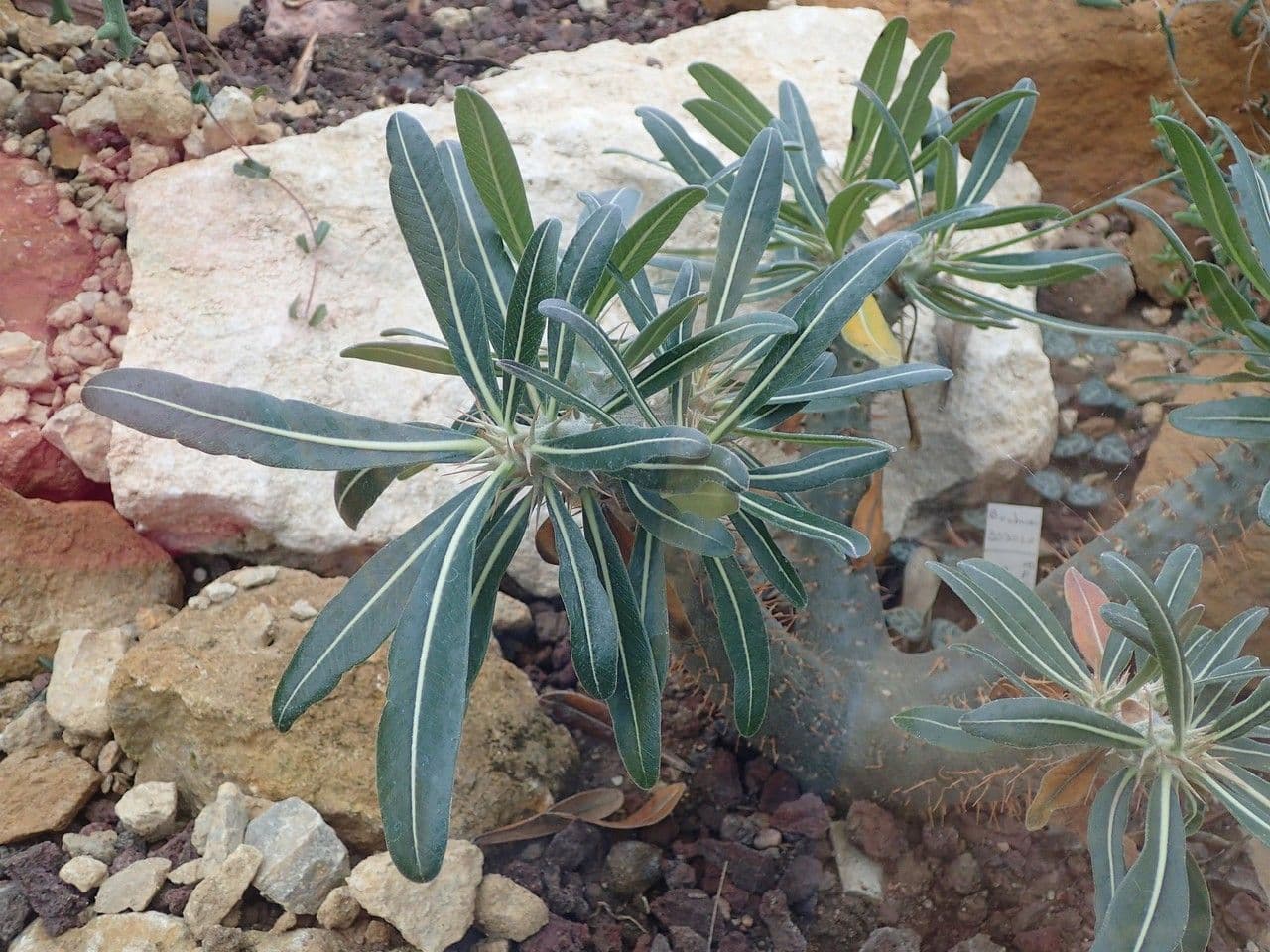 Pachypodium 10
