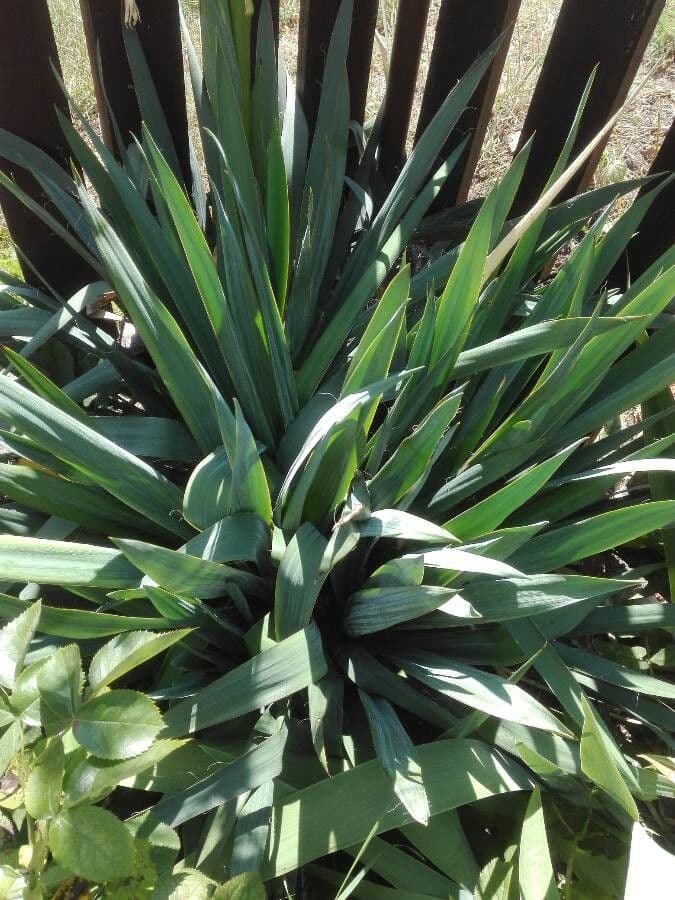 Schopf-Yucca 25