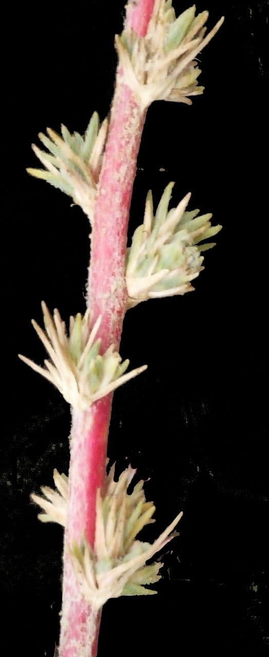 Camphorosma