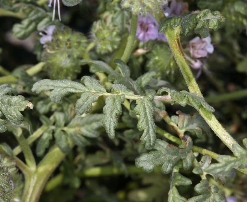 Fagelia ramosa 11