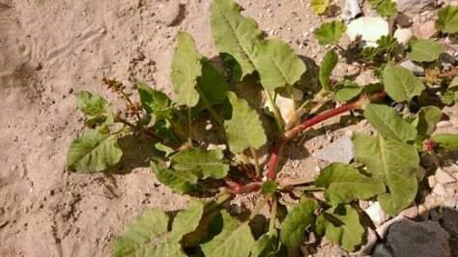 Rumex dentatus 9