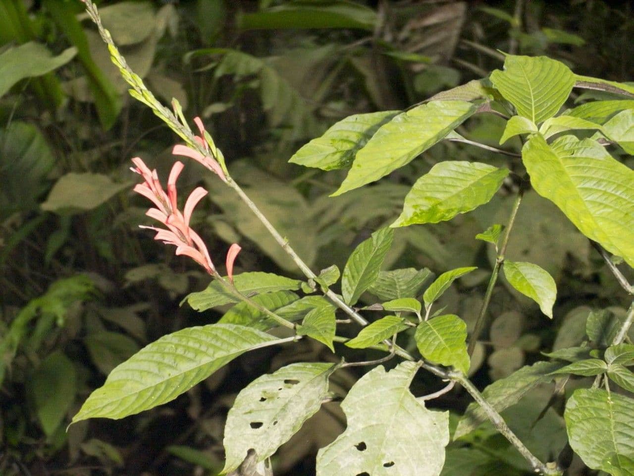 Stenostephanus