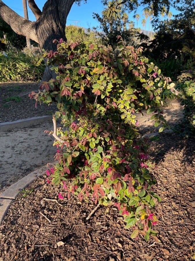Loropetalum cinese 15