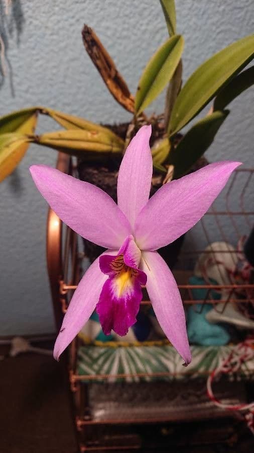 Orchidea 3