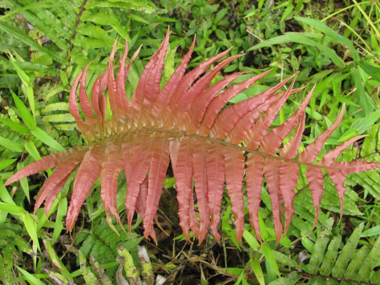 Blechnum 5