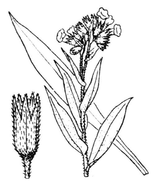 Schmalblättriges Lungenkraut 17