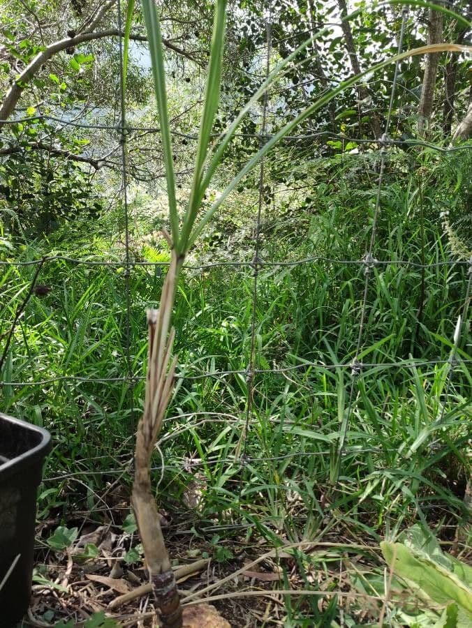 Saccharum 7