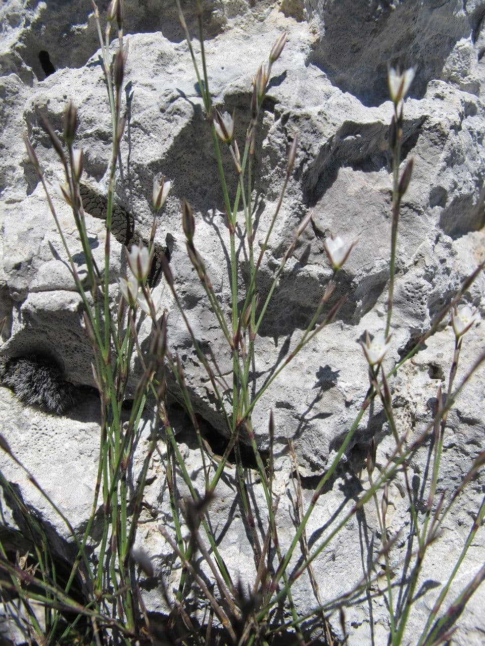 Immergrüne Bufonie 6