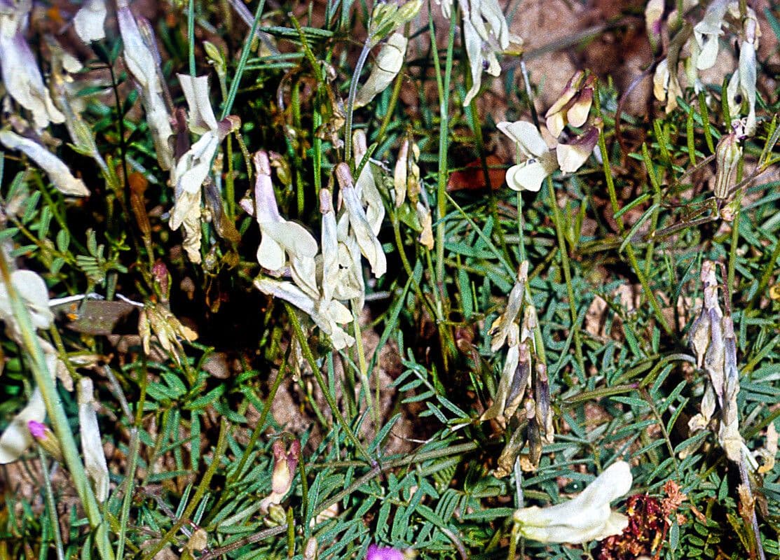 Astragalus depressus 8