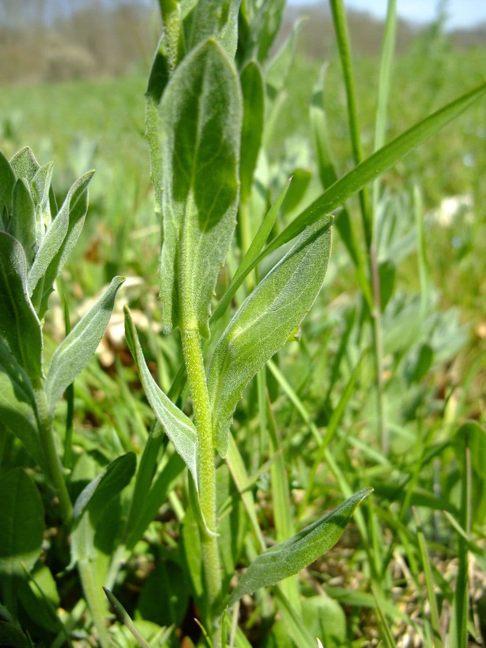 Draba 26