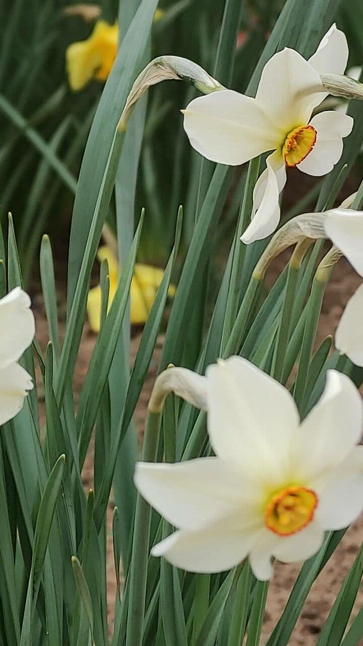 Narciso selvatico 23