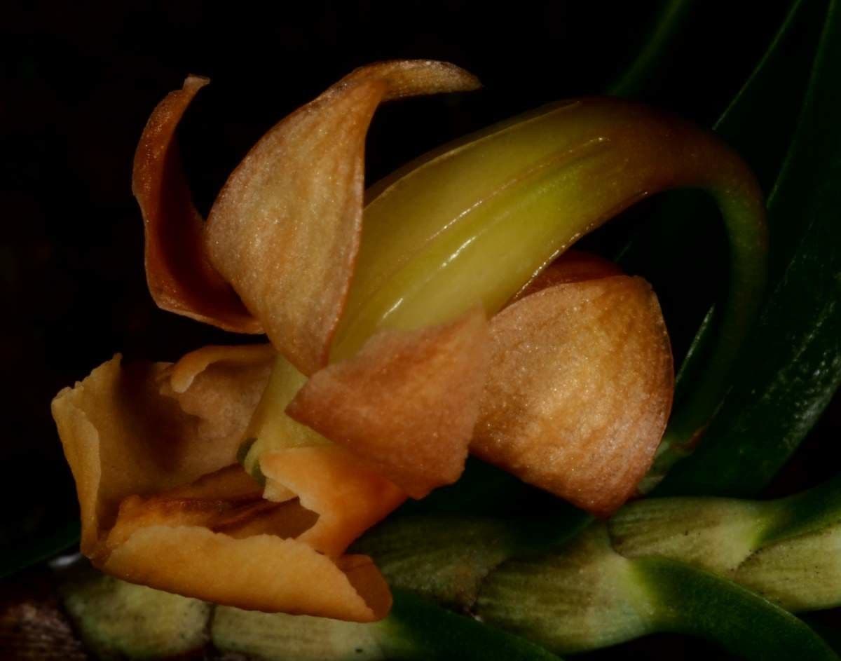 Dendrobium 7