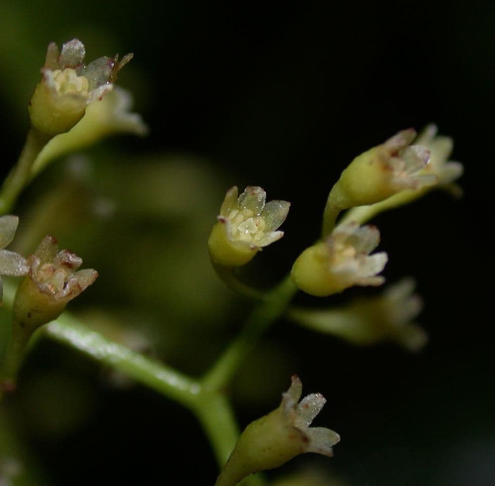 Ocotea cernua 7