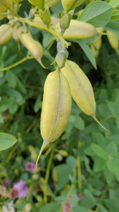 Baptisia 4