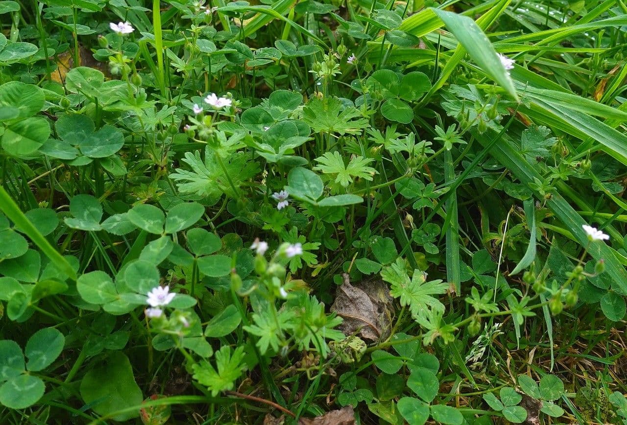 Géranium fluet 11