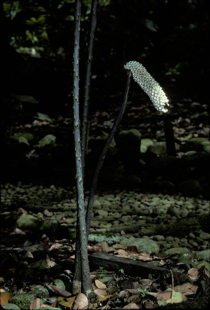 Anchomanes difformis