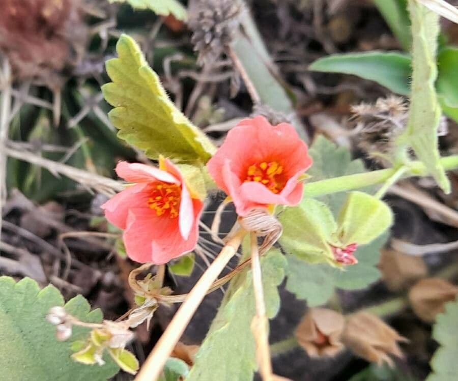 Krapovickasia flavescens 4