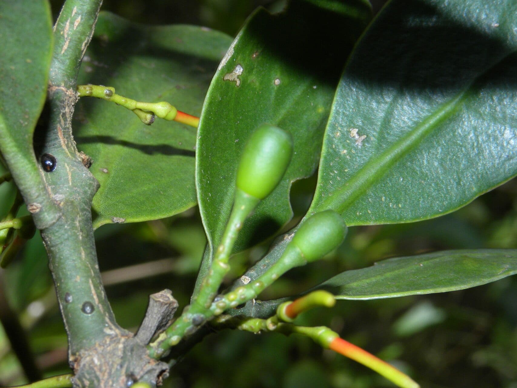 Psittacanthus rhynchanthus
