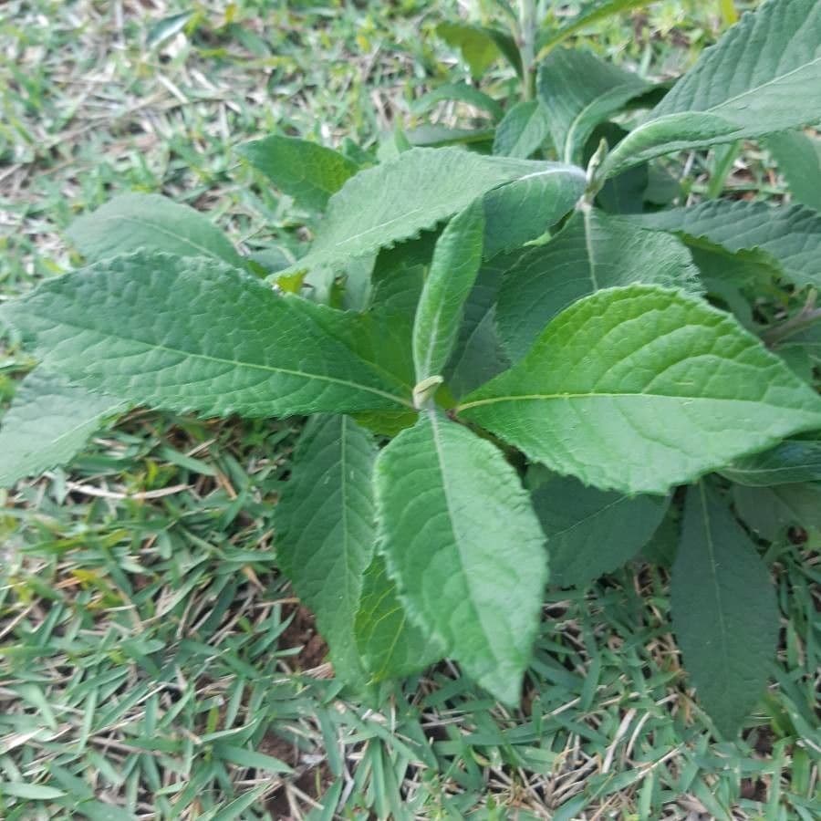 Vernonia di Baldwin 15