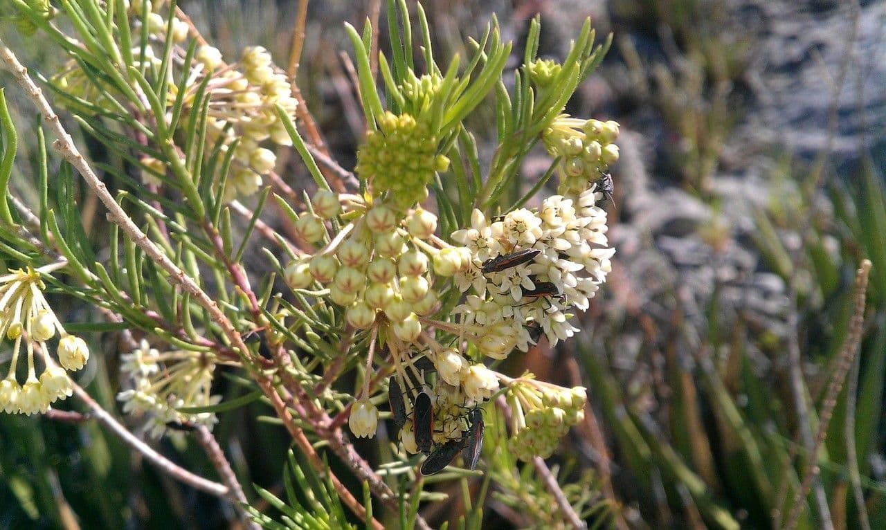 Asclepias linaria 9