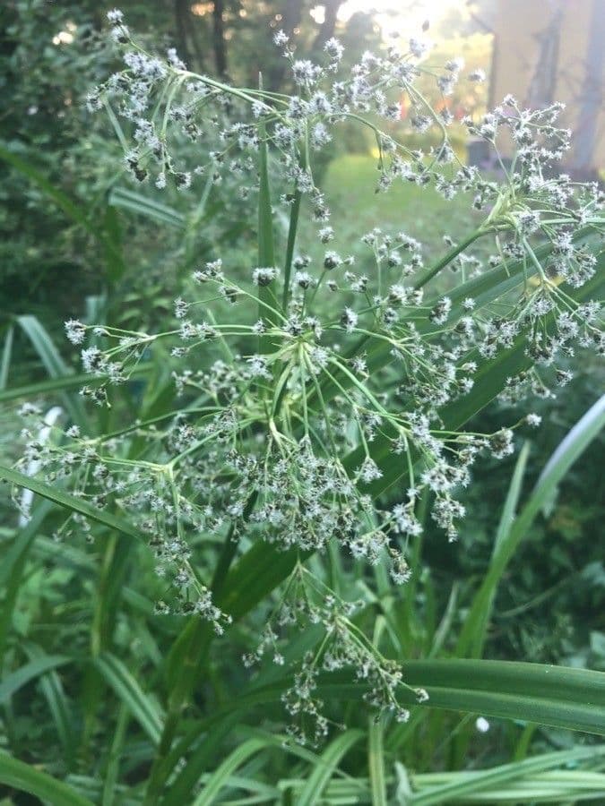 Wald-Simse 6