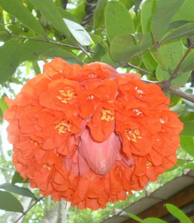 Brownea ariza