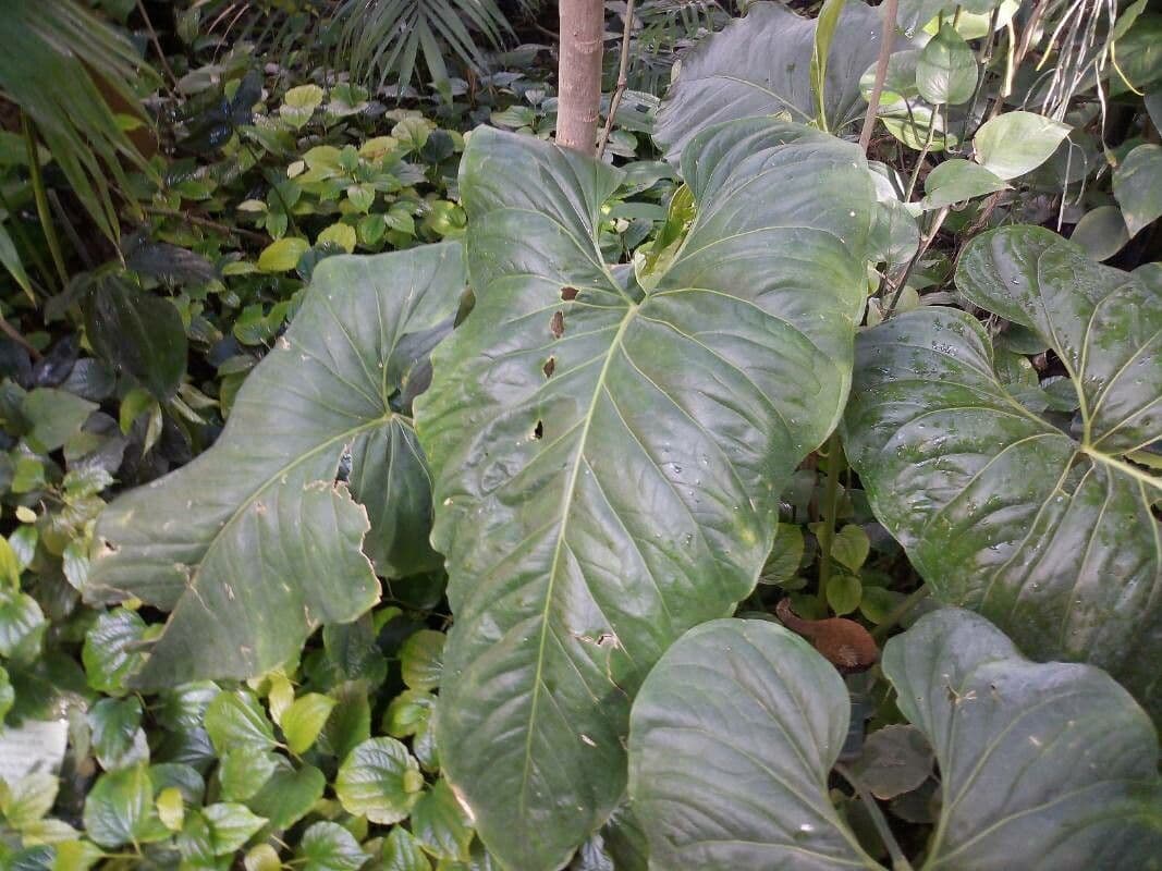 Anturio