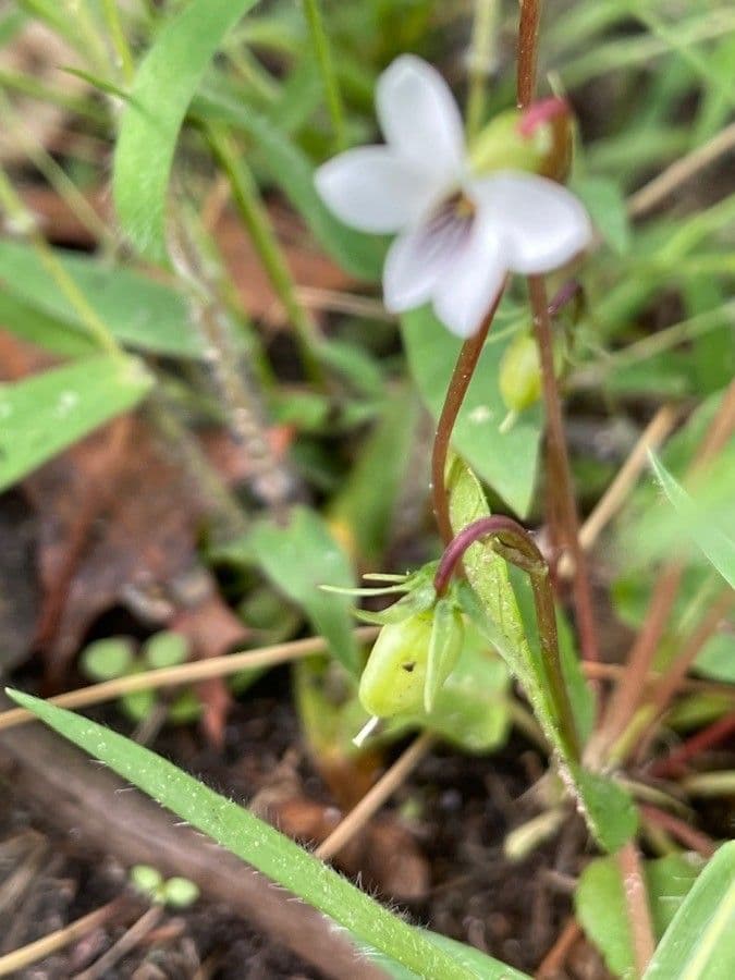 Viola lanceolata