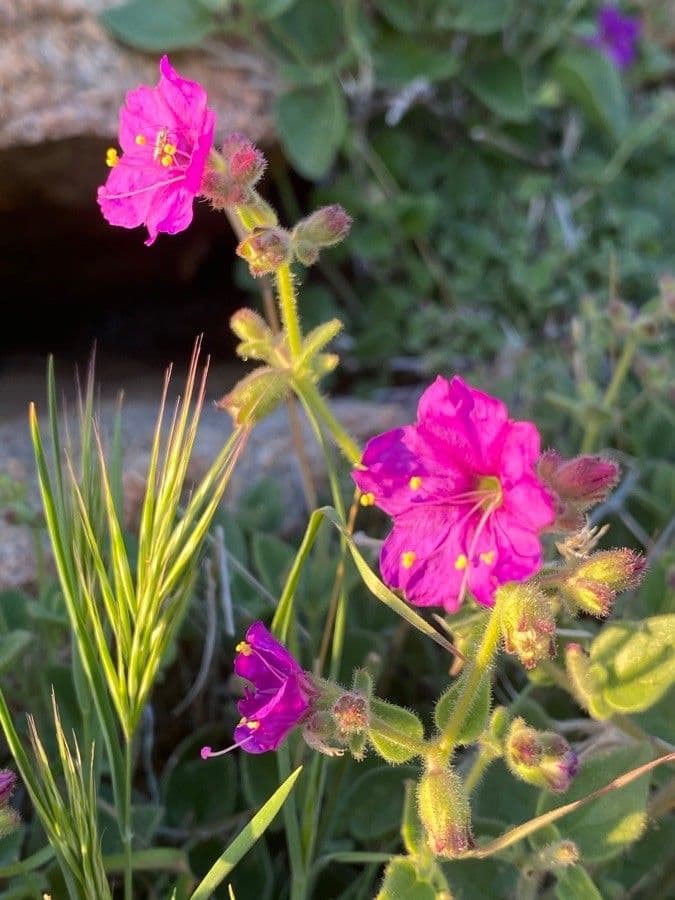 Mirabilis laevis 5