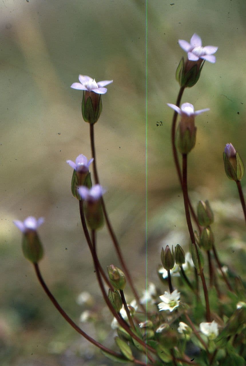 Comastoma tenellum 8