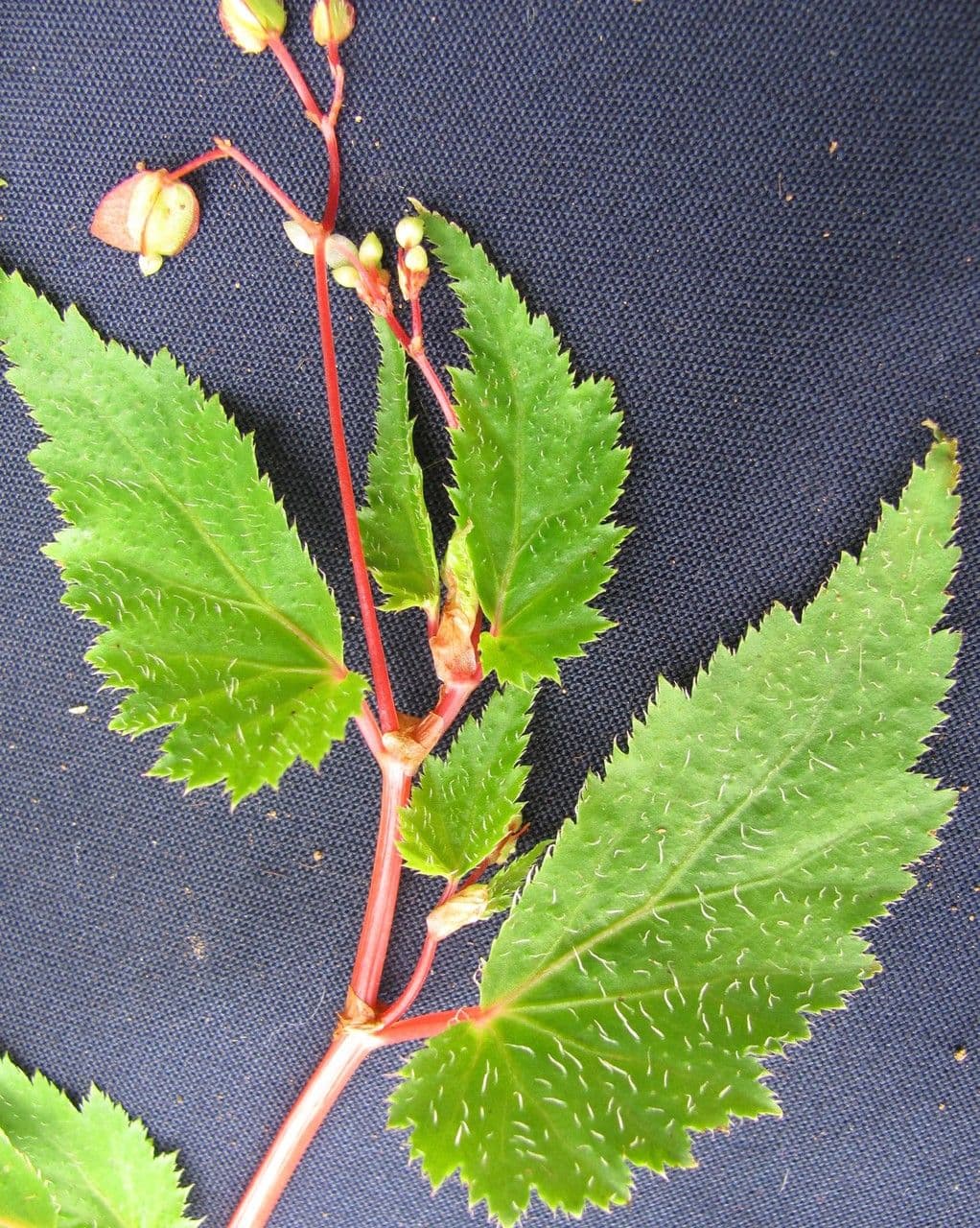 Begonia 10